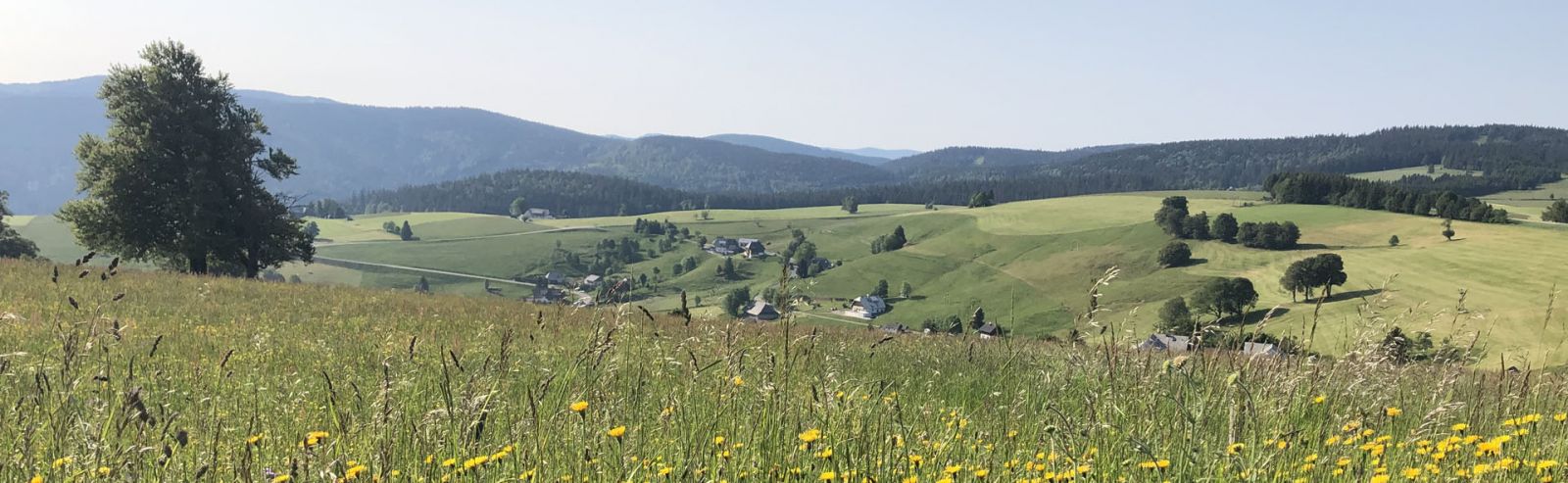 Black Forest Black Forest