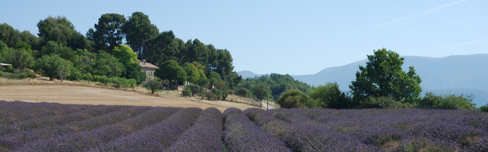 Provence | Regions of France | Green Jersey French Cycling Tours